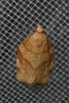 Pandemis cerasana