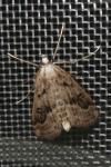 Parapoynx stratiotata