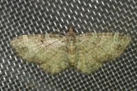 Pasiphila rectangulata