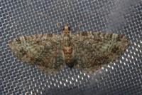 Pasiphila chloerata