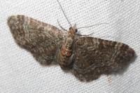 Pasiphila chloerata