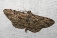 Peribatodes rhomboidaria