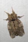 Peridea anceps