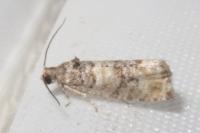 Piniphila bifasciana