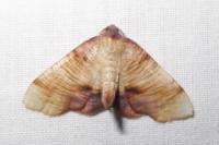 Plagodis dolabraria