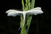 Pterophorus pentadactylus