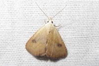 Rivula sericealis