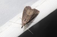 Schrankia costaestrigalis