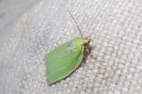 Tortrix viridana