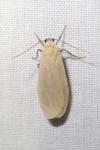 Wittia sororcula