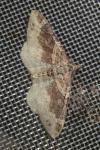 Xanthorhoe ferrugata/spadicearia