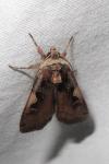 Xestia c-nigrum