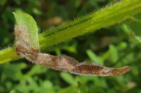 Coleophora calycotomella