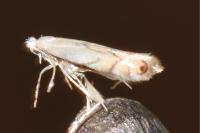 Phyllonorycter harrisella