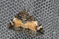 Dysstroma truncata