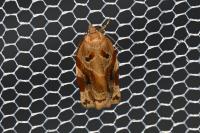 Archips xylosteana