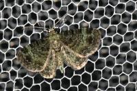 Pasiphila rectangulata
