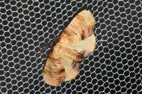 Plagodis dolabraria