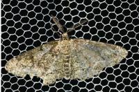 Cleorodes lichenaria