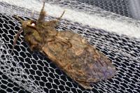 Peridea anceps