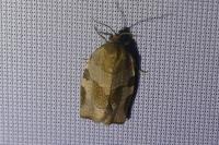 Choristoneura hebenstreitella