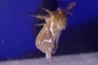 Korscheltellus lupulinus