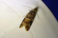 Lobesia botrana/reliquana