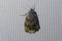 Celypha lacunana