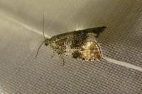Celypha lacunana