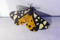 Arctia villica