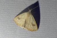 Rivula sericealis