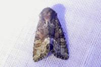 Oligia strigilis