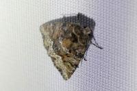 Oligia strigilis