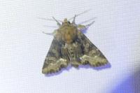 Oligia strigilis