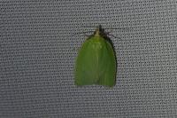 Tortrix viridana
