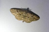 Peribatodes rhomboidaria