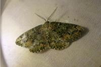 Cleorodes lichenaria