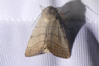 Charanyca trigrammica