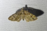 Gymnoscelis rufifasciata