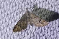 Gymnoscelis rufifasciata
