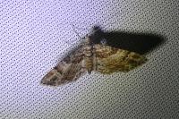 Gymnoscelis rufifasciata