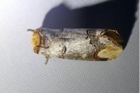 Phalera bucephala