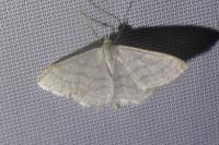 Idaea subsericeata
