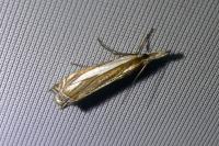 Crambus pascuella