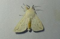 Spilosoma lubricipeda