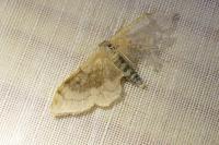 Idaea degeneraria