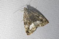 Deltote pygarga