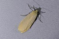 Wittia sororcula