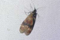 Rhodophaea formosa