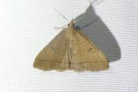 Herminia tarsipennalis